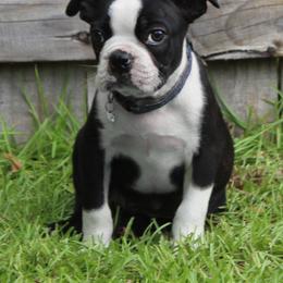 Boston Terrier Puppies from I Love Pups
