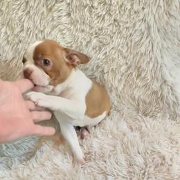 Red Girl - Red female Boston Terrier puppy in Eight Mile, Alabama from Bishop's Bostons