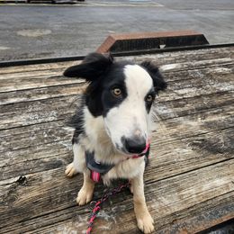 Blume - Black and white female Border Collie puppy in Gaffney, South Carolina from On the Lamb
