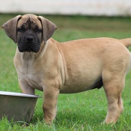 Branch(Lime) - Brown male Boerboel puppy in Shawnee, Oklahoma from TXT Boerboels