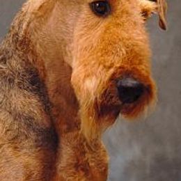 Airedale Terriers and Russell Terriers from Bobcat Terriers