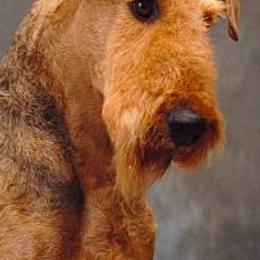 Airedale Terriers and Russell Terriers from Bobcat Terriers