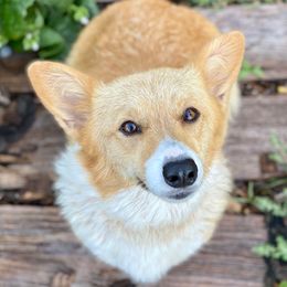 Dazzle - Pembroke Welsh Corgi