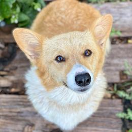 Dazzle - Pembroke Welsh Corgi