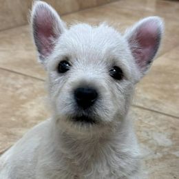 West Highland White Terriers from Lisa's Westie's