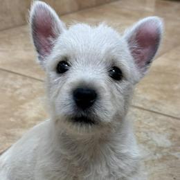 West Highland White Terriers from Lisa's Westie's