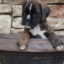 Boxer Puppies from Big Mac Boxers
