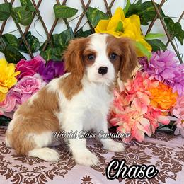 Chase - Blenheim male Cavalier King Charles Spaniel puppy in Hollywood, Florida from World Class Cavaliers