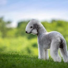 Bedlington Terrier All Grown Up from LAMZ Bedlington Terriers