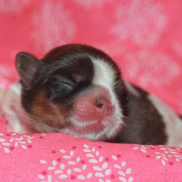 Shih Tzu Puppies from Gypsy Breeze Kennels