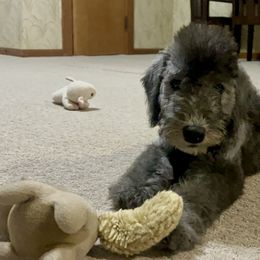 Boy 2 - Blue male Bedlington Terrier puppy in Columbus, Ohio from Three Silo Bedlington Terriers