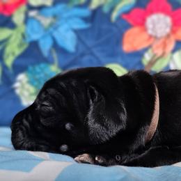 Brown Collar - Black male Cane Corso puppy in Houston, Texas from Zenith Cane Corso