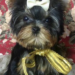 Yorkshire Terriers from Not available