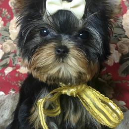 Yorkshire Terriers from Not available