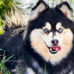 ATHENA - Pomsky