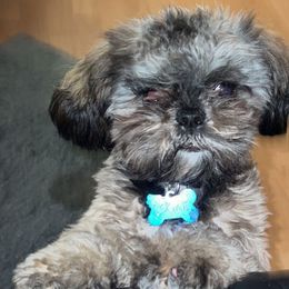 Cookie - Shih Tzu
