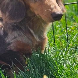 King Tut - Dachshund