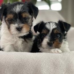 Biewer Terrier Puppies from Ocean Bright Biewer Terriers