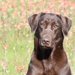Maka - Labrador Retriever