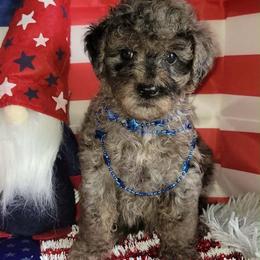 Lotus - Blue Merle Color - Merle male Goldendoodle puppy in Beecher, Illinois from Erica’s Doodles