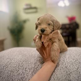 Orange collar boy - Apricot male Goldendoodle puppy in Dupont, Washington from Willow Tree Doodles