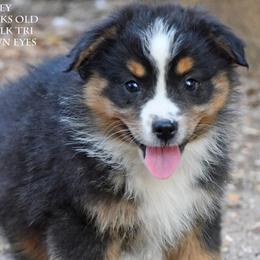 Huxley - Black tri male Miniature Australian Shepherd puppy in Patterson, North Carolina from DreamLine Aussies