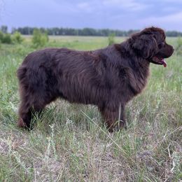 Newfoundland All Grown Up from Faithful Acres Newfs