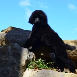 Poodle Puppies from D and D Standard Poodles