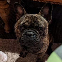 French Bulldogs from HodgePodge Bulldogges
