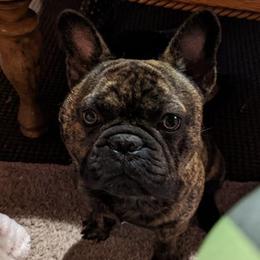 French Bulldogs from HodgePodge Bulldogges