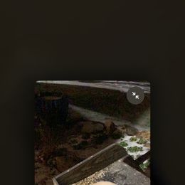 Golden Retriever Puppies from Daniel Ranch Golden Retrievers