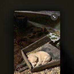 Golden Retriever Puppies from Daniel Ranch Golden Retrievers