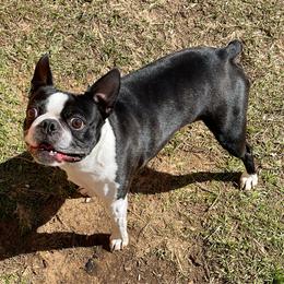 Boston Terrier Puppies from Bonze Boston Terriers