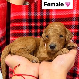 Pink - Red  female Goldendoodle puppy in Naples, Florida from Goldendoodles Of Naples
