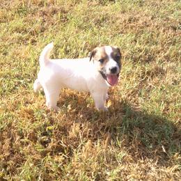 Blaze - Tri-colored male Parson Russell Terrier puppy in Carney, Oklahoma from River Run Parson Russell terriers & River Run Ridgebacks