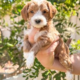 Seahorse - Apricot female Goldendoodle puppy in Garden Grove, California from Sunkissed Doodles