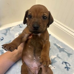 Honey - Rd whtn blk nose female Rhodesian Ridgeback puppy in Montgomery, Texas from Timber Ridge Kennels