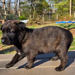 Cupid (green) - Black brindle male Dutch Shepherd puppy in Signal Mountain, Tennessee from Torgun Police Dogs