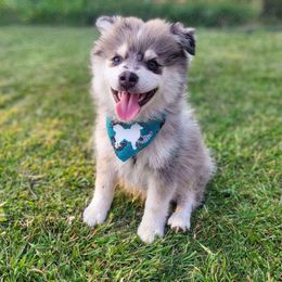 Henry - Merle Pomsky puppy in Kennewick, Washington from Nebula Ranch Pomskies