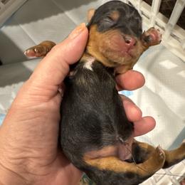 Gracie - Black & tan tri-color female Morkie puppy in Decatur, Texas from Melanie's Morkies