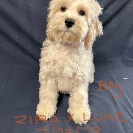 Cockapoo, Cocker Spaniel, and Poodle Puppies from Camic Cockapoos