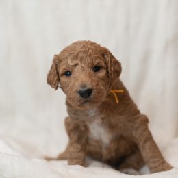 Goldendoodle and Poodle Puppies from Desert Born Kennel