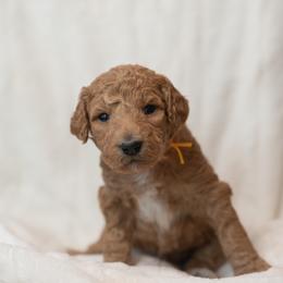 Goldendoodle and Poodle Puppies from Desert Born Kennel