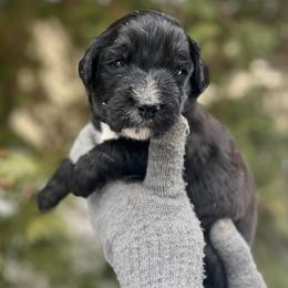 Sequoia - Black male Goldendoodle puppy in Lancaster, Pennsylvania from Doodles in the Skye