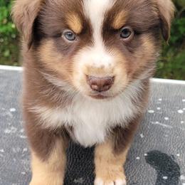 Red Tri Male B - Red tri male Miniature Australian Shepherd puppy in Shelby, Michigan from Caprine Acres