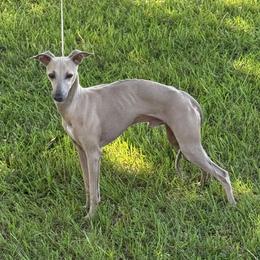 Reagan - Italian Greyhound