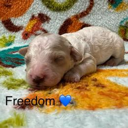Freedom - Parti male Poodle puppy in Greensburg, Kentucky from Doodle Me Crazy