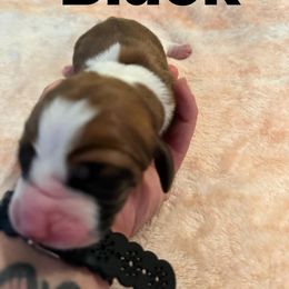 Basset Hound Puppies from Three Boys Bassets