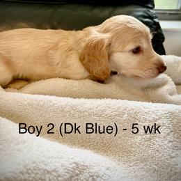 Boy 2 AKC 3995 (Dk Blue collar) - Cream male Dachshund puppy in Ocala, Florida from Island Farms Mimi’s Dachshunds Florida
