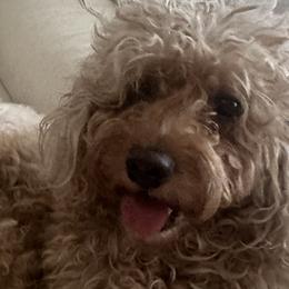Coco - Cavapoo